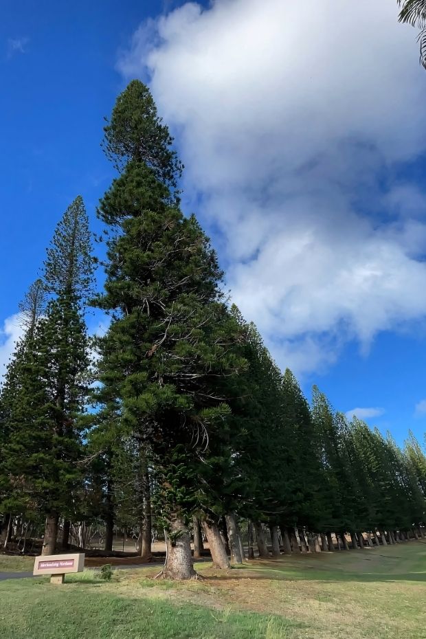 14 Best Hawaii Islands to Visit for Your Tropical Paradise