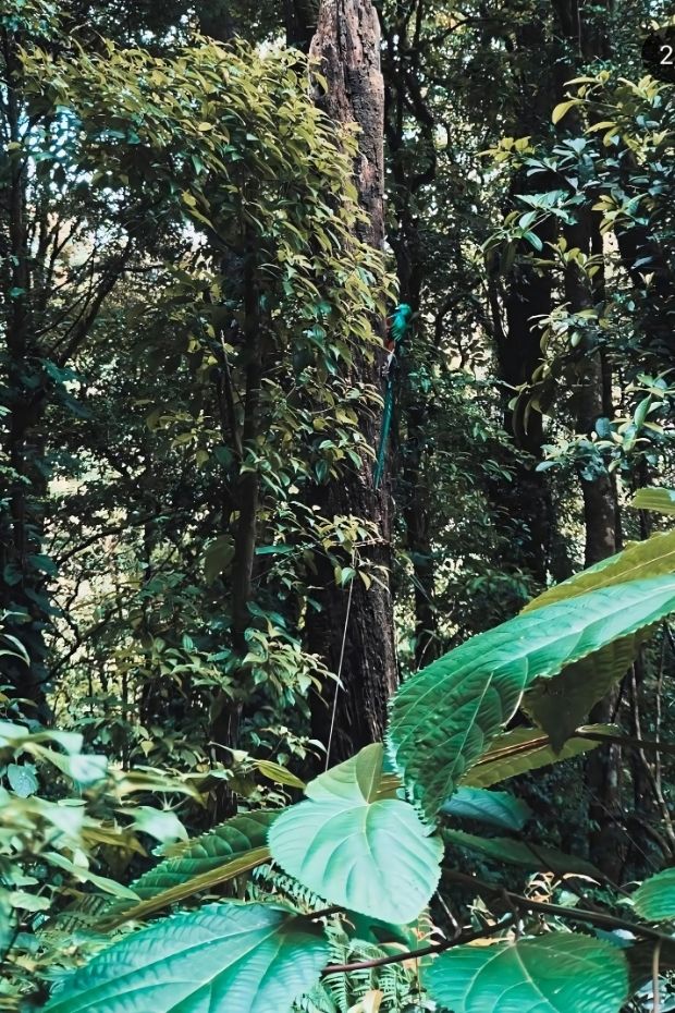 14 Costa Rica Adventures Through Rainforests Beaches and Wildlife