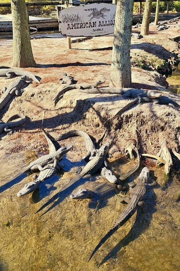 15 Fun Things to Do in Myrtle Beach Complete Vacation Guide