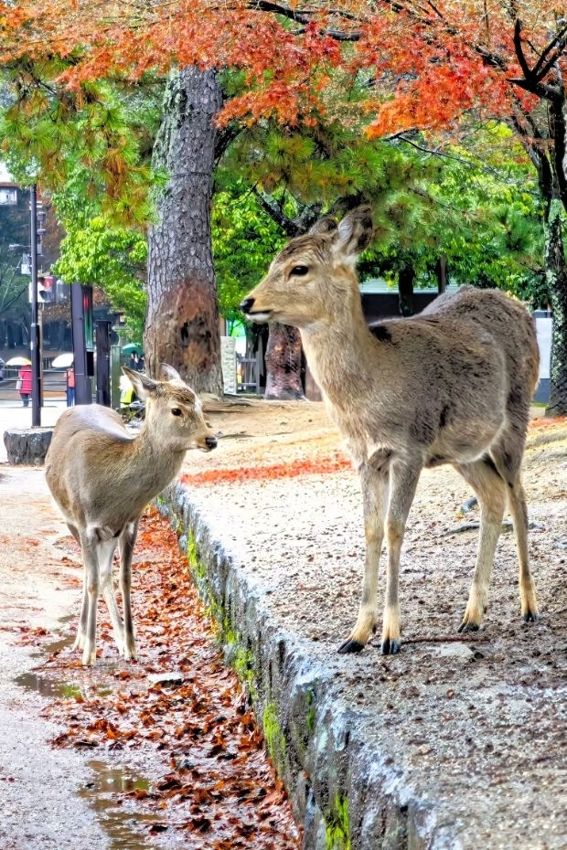 13 Must-Visit Japan Destinations From Ancient Temples to Modern Cities