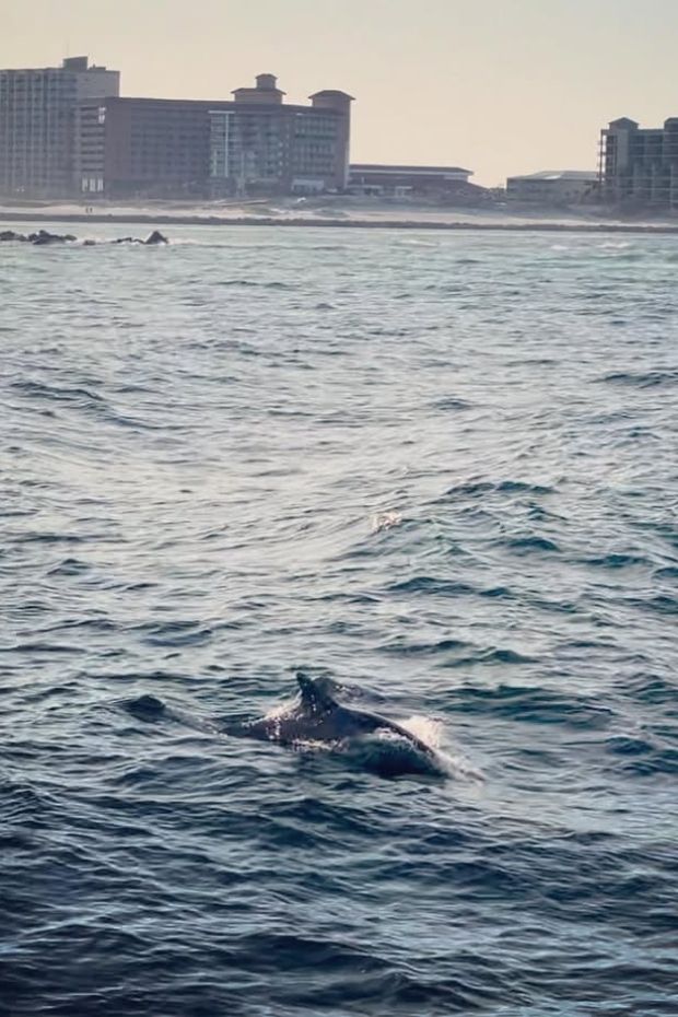 13 Best Orange Beach Alabama Activities for Your Gulf Shores Getaway