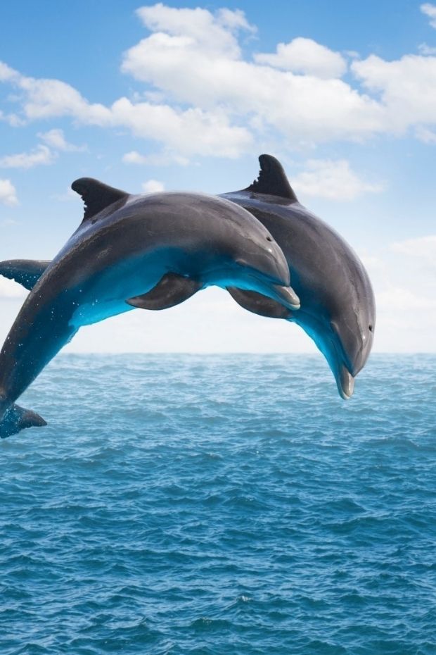 13 Best Sanibel Island Florida Attractions for Shelling and Beyond