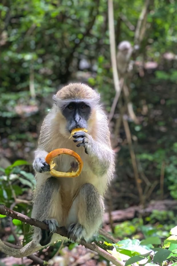 11 Best Things to Do in Barbados for the Ultimate Caribbean Getaway