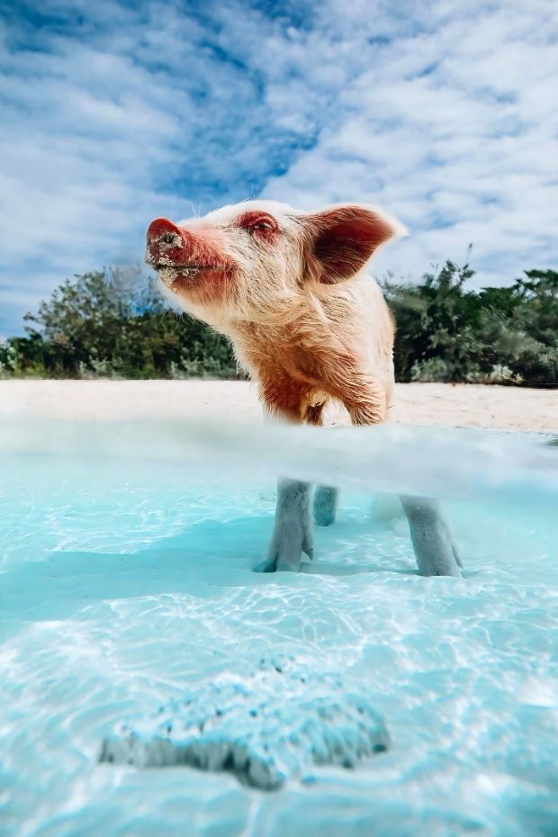 12 Breathtaking Things to Do in the Bahamas for a Dream Vacation