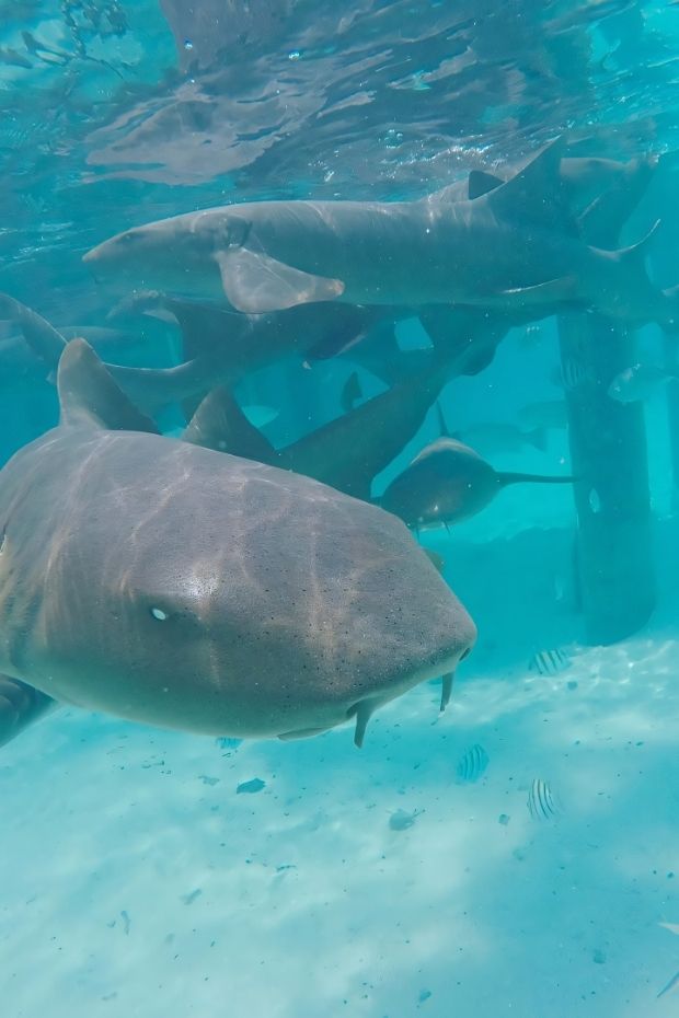 12 Breathtaking Things to Do in the Bahamas for a Dream Vacation