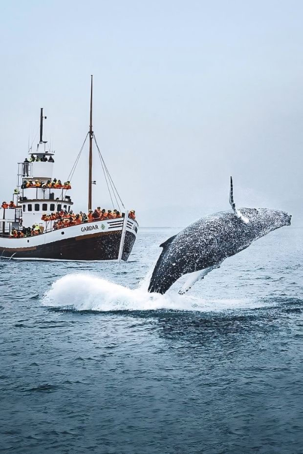 14 Incredible Things to Do in Iceland for the Ultimate Arctic Adventure