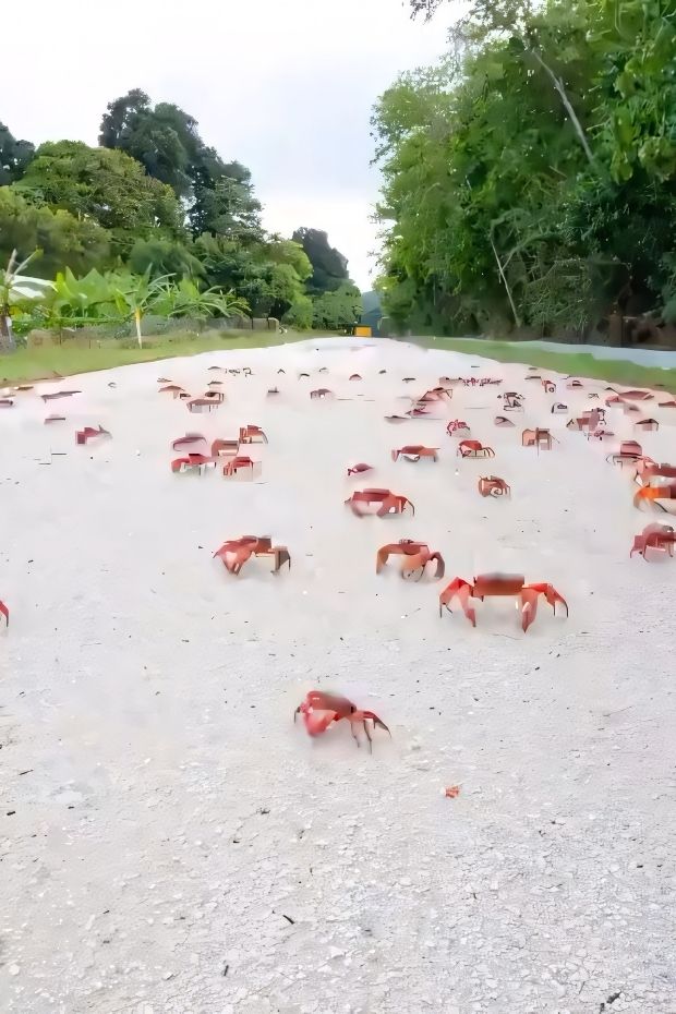 12 Real-Life Christmas Island Wonders That Rival Any Fantasy Destination