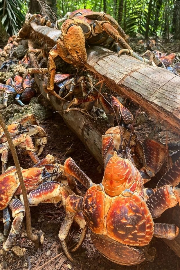 12 Real-Life Christmas Island Wonders That Rival Any Fantasy Destination