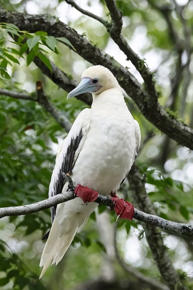 12 Real-Life Christmas Island Wonders That Rival Any Fantasy Destination
