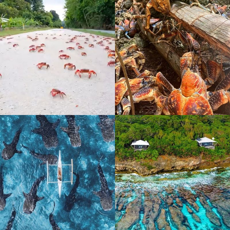 Real life christmas island wonders