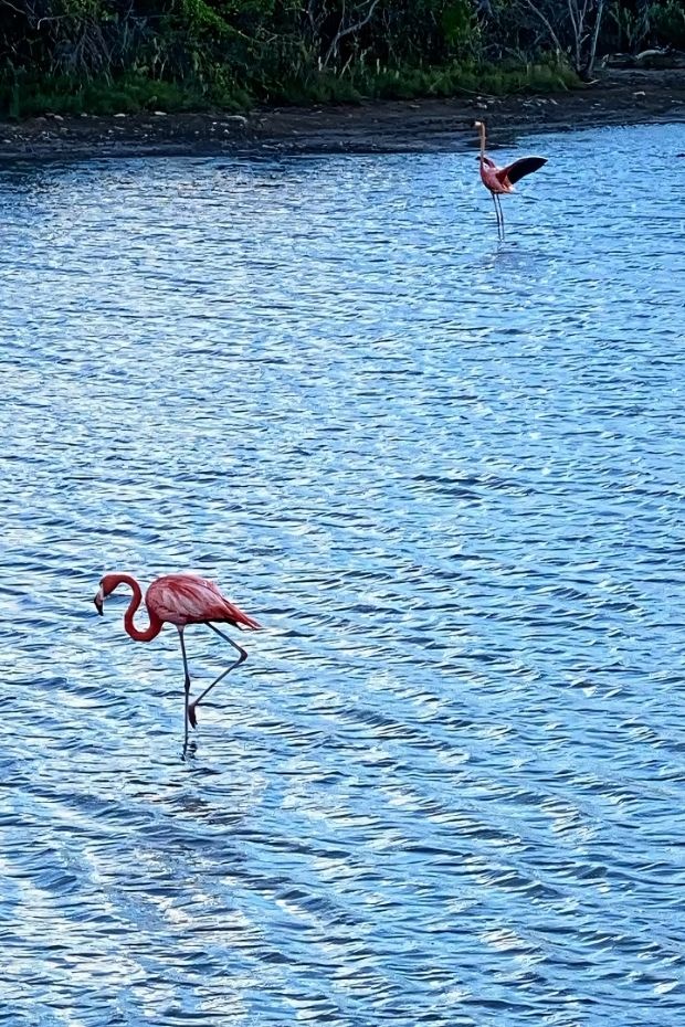 12 Stunning Reasons to Visit Curacao Island at Least Once in Your Life