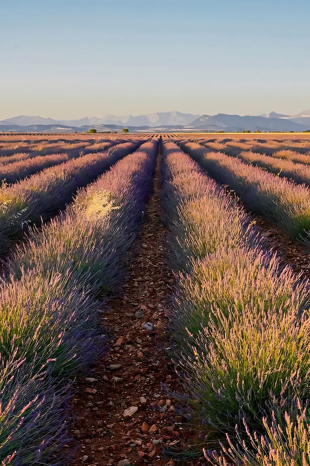 13 Enchanting Things to Do in Provence France for a Dreamy Countryside Escape