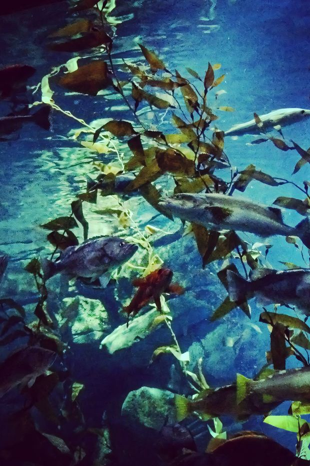 12 Fun Things to Do in Myrtle Beach for an Amazing Family Vacation