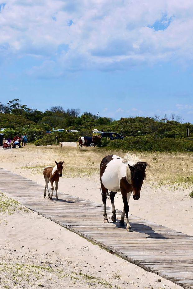 12 Fun Things to Do in Ocean City Maryland for the Ultimate Beach Vacation