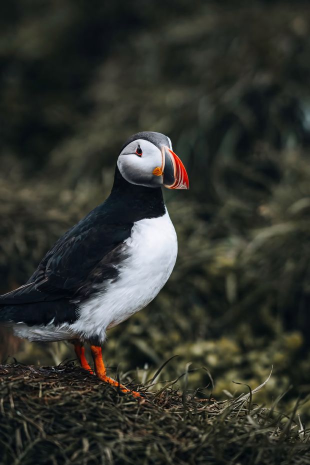 14 Incredible Things to See on an Alaska Cruise for a Once-in-a-Lifetime Adventure