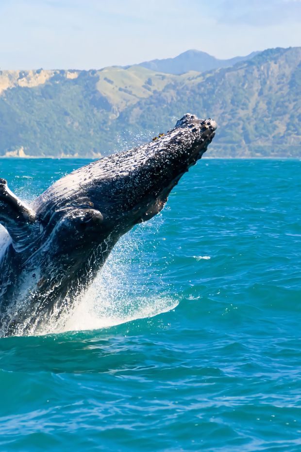 14 Incredible Things to See on an Alaska Cruise for a Once-in-a-Lifetime Adventure