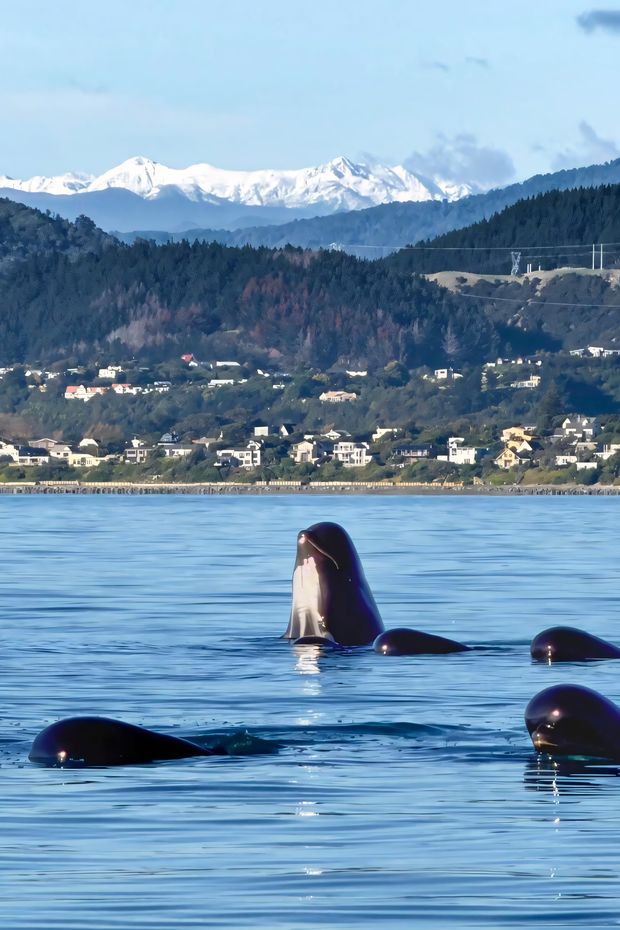 14 Incredible Things to See on an Alaska Cruise for a Once-in-a-Lifetime Adventure