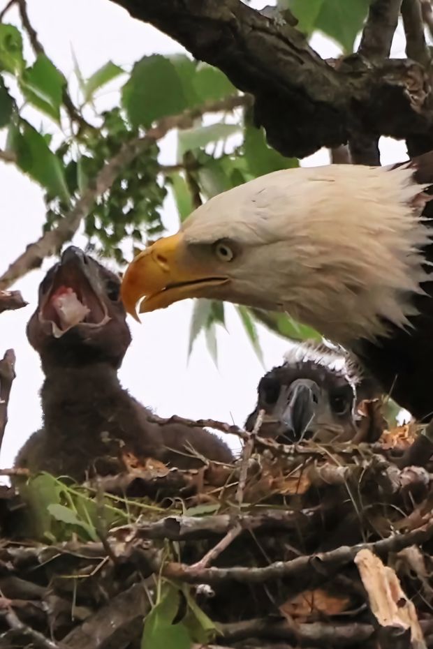 14 Incredible Things to See on an Alaska Cruise for a Once-in-a-Lifetime Adventure