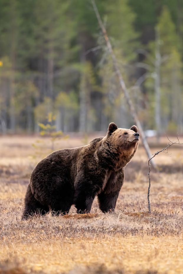 14 Incredible Things to See on an Alaska Cruise for a Once-in-a-Lifetime Adventure