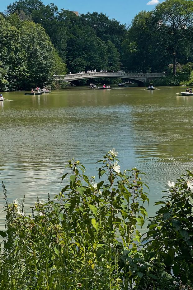 12 Scenic Things to Do in New York Central Park for a Relaxing Day Out
