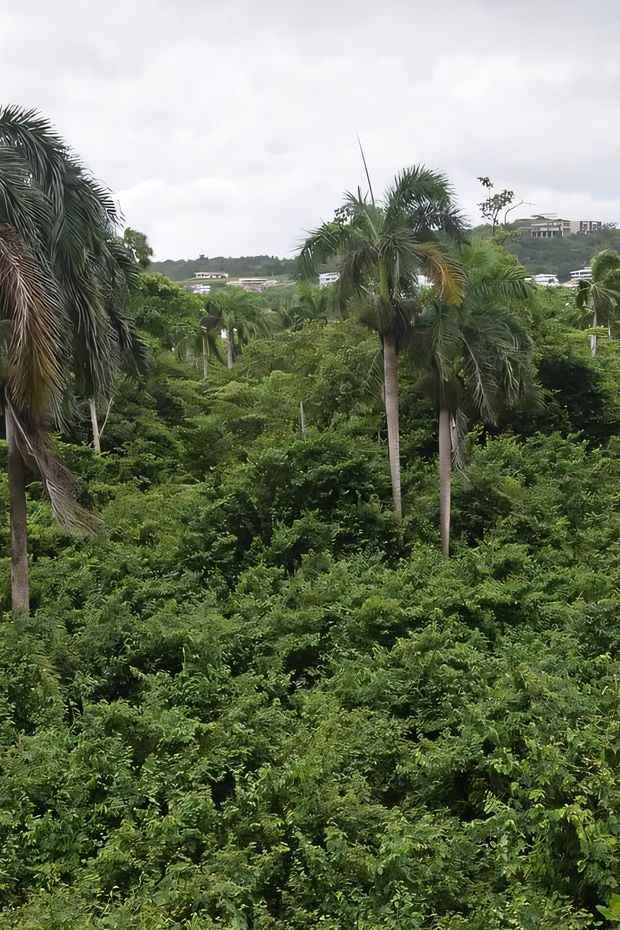 13 Vibrant Things to Do in Puerto Rico for an Amazing Caribbean Adventure